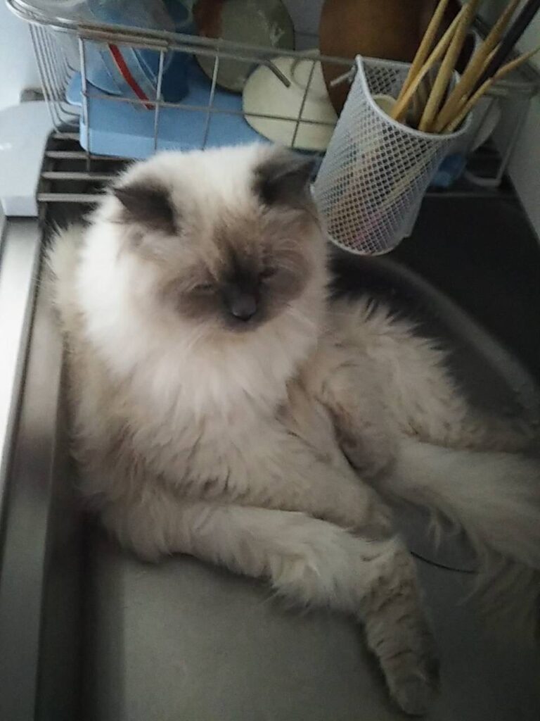 かわいい猫。ヒマちゃん。